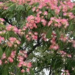 Albizia Julibrissin, Persian Silk Tree, Silk Tree, Avenue Tree, Timber Tree, Ornamental Tree, Saharanpur Nursery, Wholesale Plant Supplier, Wholesale Plant Nursery, Nursery in India, Landscaping Company in India, Plant Exporter in India