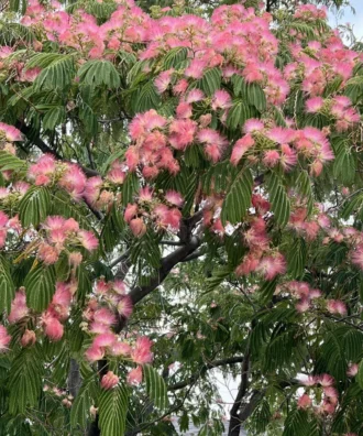 Albizia Julibrissin, Persian Silk Tree, Silk Tree, Avenue Tree, Timber Tree, Ornamental Tree, Saharanpur Nursery, Wholesale Plant Supplier, Wholesale Plant Nursery, Nursery in India, Landscaping Company in India, Plant Exporter in India