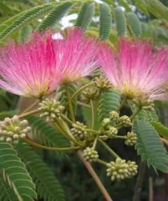 Albizia Julibrissin, Persian Silk Tree, Silk Tree, Avenue Tree, Timber Tree, Ornamental Tree, Saharanpur Nursery, Wholesale Plant Supplier, Wholesale Plant Nursery, Nursery in India, Landscaping Company in India, Plant Exporter in India