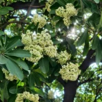 Alstonia Scholaris, Blackboard Tree, Devil Tree, Saptaparni, Avenue Tree, Timber Tree, Ornamental Tree, Landscaping Tree, Saharanpur Nursery, Wholesale Plant Supplier, Wholesale Plant Nursery, Nursery in India, Landscaping Company in India, Plant Exporter in India