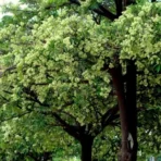 Alstonia Scholaris, Blackboard Tree, Devil Tree, Saptaparni, Avenue Tree, Timber Tree, Ornamental Tree, Landscaping Tree, Saharanpur Nursery, Wholesale Plant Supplier, Wholesale Plant Nursery, Nursery in India, Landscaping Company in India, Plant Exporter in India