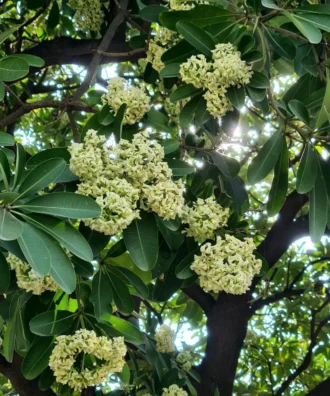 Alstonia Scholaris, Blackboard Tree, Devil Tree, Saptaparni, Avenue Tree, Timber Tree, Ornamental Tree, Landscaping Tree, Saharanpur Nursery, Wholesale Plant Supplier, Wholesale Plant Nursery, Nursery in India, Landscaping Company in India, Plant Exporter in India