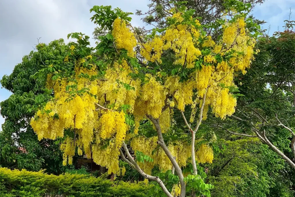 Spring-flowering trees in India, best flowering trees for home garden, Low-maintenance flowering trees in India, Fast-growing flowering trees in India, Indian flowering trees list with names, summer flowering trees in India, Top 7 Spring Flowering Trees 2026, Spring flowering trees in India, best flowering trees for home garden, Low-maintenance flowering trees India, Fast-growing flowering trees India, Indian flowering trees list with names, summer flowering trees in India, Flowering Trees Supplier in India, Flowering Trees Nursery in India, Flower tree Supplier, Flower Tree Nursery, Saharanpur Nursery, Spring Trees in India, Spring Trees Nursery Supplier, Nursery in India, Wholesale Flower Trees Supplier,
