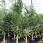 King Palm, Archontophoenix Alexandrae, Alexandra Palm, Palm Tree, Ornamental Tree, Landscaping Tree, Ornamental Tree, Plant Tree, Landscaping Tree, Saharanpur Nursery, Wholesale Plant Supplier, Wholesale Plant Nursery, Nursery in India, Landscaping Company in India, Plant Exporter in India