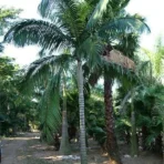 King Palm, Archontophoenix Alexandrae, Alexandra Palm, Palm Tree, Ornamental Tree, Landscaping Tree, Ornamental Tree, Plant Tree, Landscaping Tree, Saharanpur Nursery, Wholesale Plant Supplier, Wholesale Plant Nursery, Nursery in India, Landscaping Company in India, Plant Exporter in India