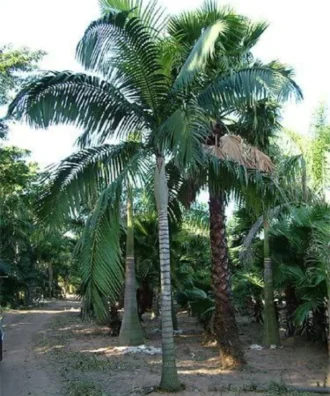 King Palm, Archontophoenix Alexandrae, Alexandra Palm, Palm Tree, Ornamental Tree, Landscaping Tree, Ornamental Tree, Plant Tree, Landscaping Tree, Saharanpur Nursery, Wholesale Plant Supplier, Wholesale Plant Nursery, Nursery in India, Landscaping Company in India, Plant Exporter in India