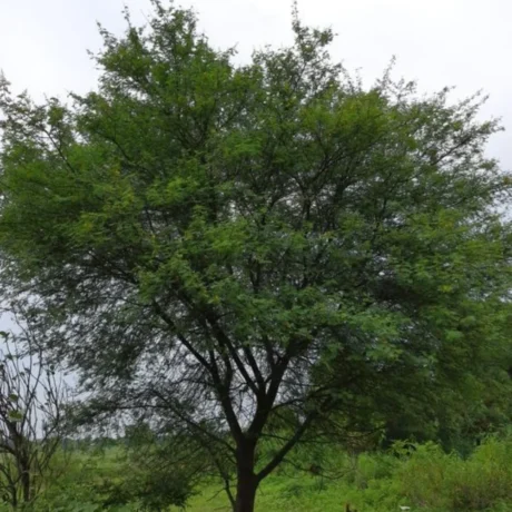 Timber Tree Online, Online Plant Nursery in India, Saharanpur Nursery