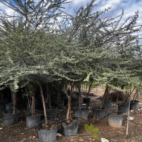 Timber Tree Online, Online Plant Nursery in India, Saharanpur Nursery
