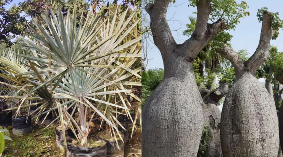 Wholesale Plant Nursery in Saharanpur, Wholesale Plant Supplier in Saharanpur, Nursery in Saharanpur, Saharanpur Nursery