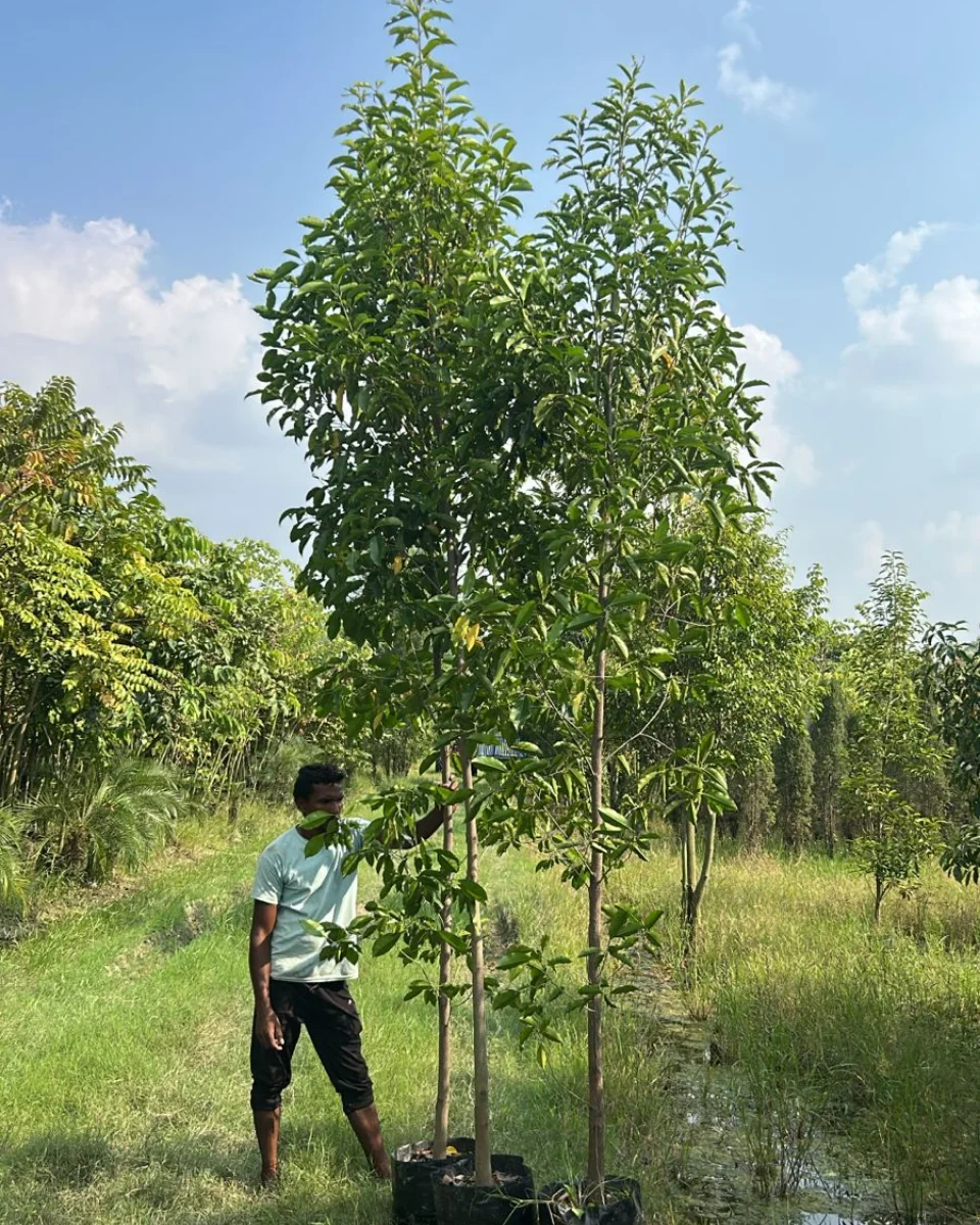 Timber Tree Online, Online Plant Nursery in India, Saharanpur Nursery
