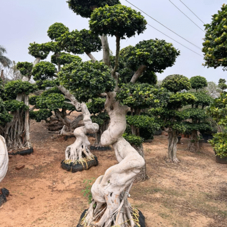 Wholesale Bonsai Trees, Bonsai Trees in Delhi, plant nursery in Delhi, best online plant nursery in India, best plant nursery in Delhi, online plant nursery in Delhi, best fruit plant nursery in Delhi, wholesale plant nursery in Delhi, cheapest plant nursery in Delhi, Nursery in India, Saharanpur Nursery, Wholesale Plant Nursery, Wholesale Plant Supplier, Plant Exporter in India, Wholesale Bonsai Trees Supplier