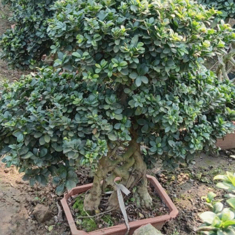 Wholesale Bonsai Trees, Bonsai Trees in Delhi, plant nursery in Delhi, best online plant nursery in India, best plant nursery in Delhi, online plant nursery in Delhi, best fruit plant nursery in Delhi, wholesale plant nursery in Delhi, cheapest plant nursery in Delhi, Nursery in India, Saharanpur Nursery, Wholesale Plant Nursery, Wholesale Plant Supplier, Plant Exporter in India, Wholesale Bonsai Trees Supplier