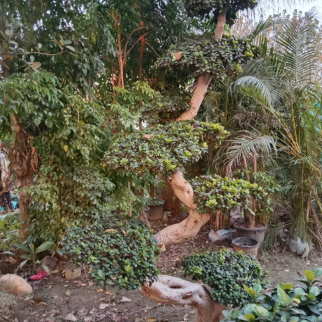 Wholesale Bonsai Trees, Bonsai Trees in Delhi, plant nursery in Delhi, best online plant nursery in India, best plant nursery in Delhi, online plant nursery in Delhi, best fruit plant nursery in Delhi, wholesale plant nursery in Delhi, cheapest plant nursery in Delhi, Nursery in India, Saharanpur Nursery, Wholesale Plant Nursery, Wholesale Plant Supplier, Plant Exporter in India, Wholesale Bonsai Trees Supplier