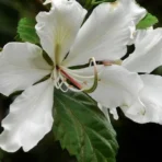 Bauhinia Alba, Bauhinia Variegata 'Alba', White Orchid Tree, Avenue Tree, Ornamental Tree, Timber Tree, Saharanpur Nursery, Wholesale Plant Supplier, Wholesale Plant Nursery, Nursery in India, Landscaping Company in India, Plant Exporter in India