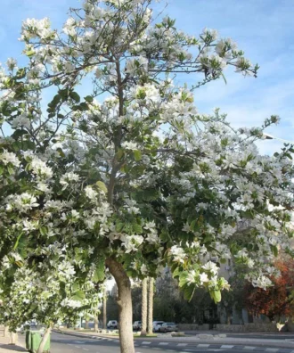 Bauhinia Alba, Bauhinia Variegata 'Alba', White Orchid Tree, Avenue Tree, Ornamental Tree, Timber Tree, Saharanpur Nursery, Wholesale Plant Supplier, Wholesale Plant Nursery, Nursery in India, Landscaping Company in India, Plant Exporter in India