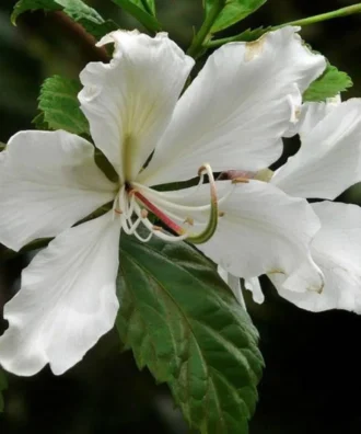 Bauhinia Alba, Bauhinia Variegata 'Alba', White Orchid Tree, Avenue Tree, Ornamental Tree, Timber Tree, Saharanpur Nursery, Wholesale Plant Supplier, Wholesale Plant Nursery, Nursery in India, Landscaping Company in India, Plant Exporter in India