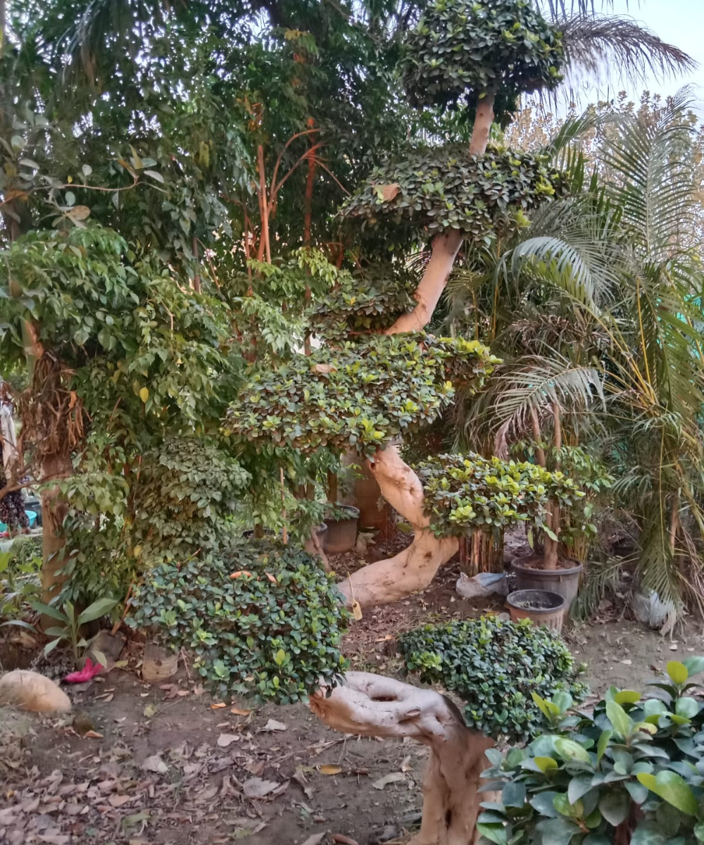 Wholesale Bonsai Trees, Bonsai Trees in Delhi, plant nursery in Delhi, best online plant nursery in India, best plant nursery in Delhi, online plant nursery in Delhi, best fruit plant nursery in Delhi, wholesale plant nursery in Delhi, cheapest plant nursery in Delhi, Nursery in India, Saharanpur Nursery, Wholesale Plant Nursery, Wholesale Plant Supplier, Plant Exporter in India, Wholesale Bonsai Trees Supplier