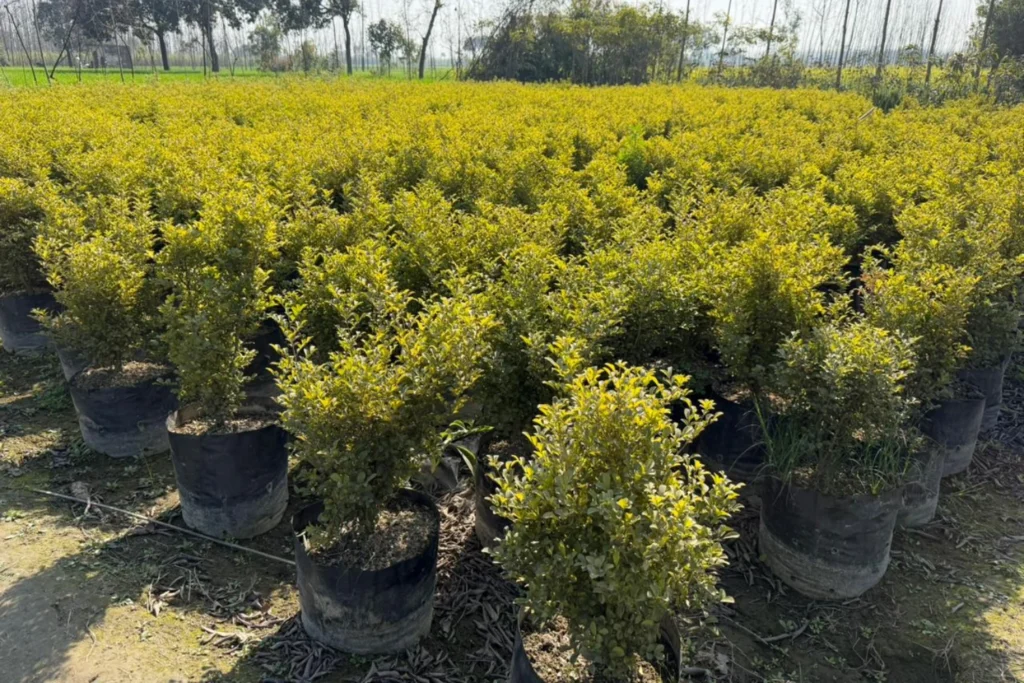 Wholesale Plant Nursery in Chandigarh, Best 10 Plant Nursery in India, Top 10 Plant Nursery in India, nursery in India, Saharanpur nursery, nursery in india, wholesale plant supplier, wholesale plant nursery in india, wholesale nursery in india, wholesale plant nursery, plant exporter in India, Best 10 Plant Nurseries in India,, Best Online Plant Nursery in India