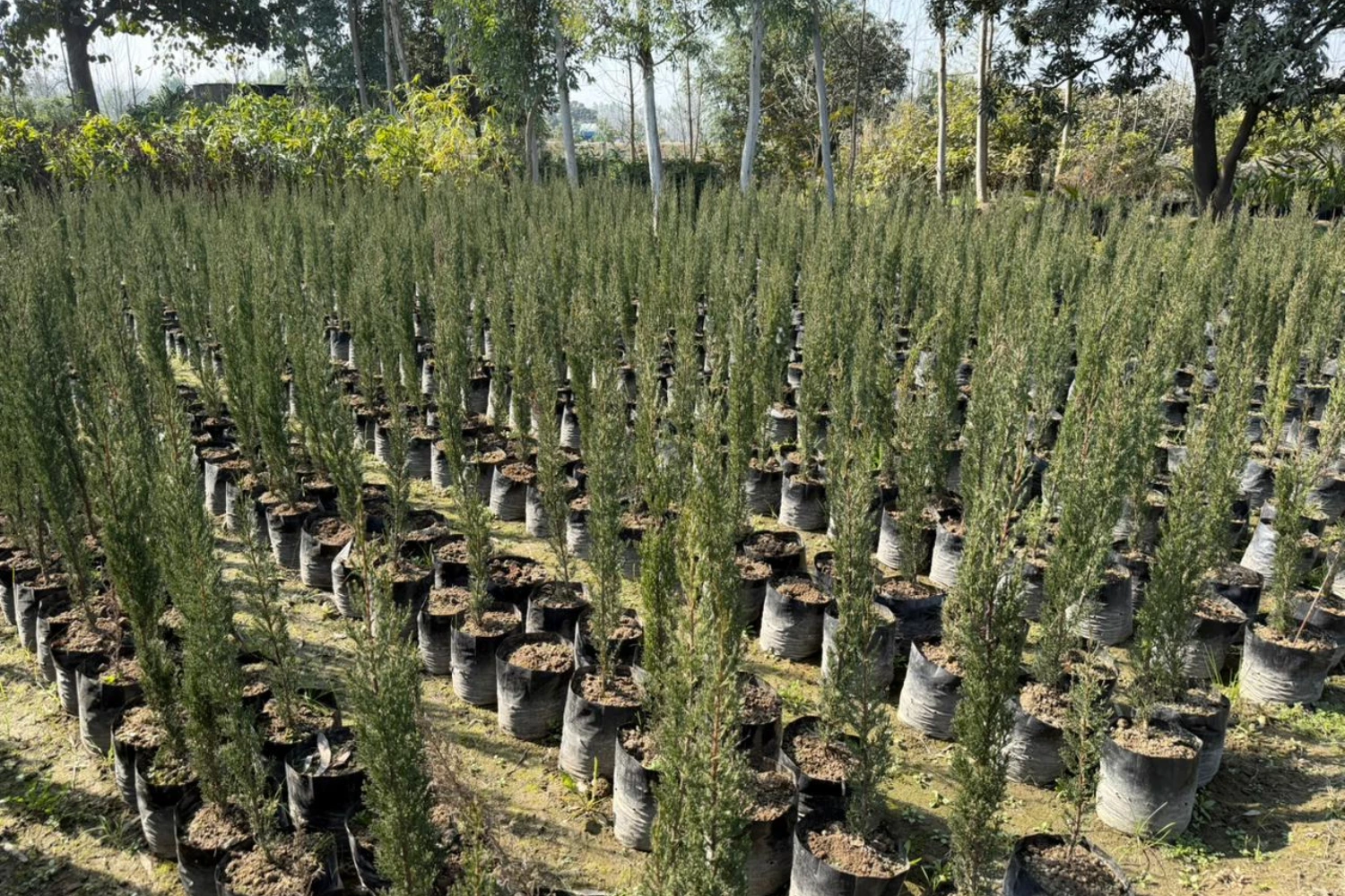 Best 10 Plant Nursery in India, Top 10 Plant Nursery in India, nursery in India, Saharanpur nursery, nursery in india, wholesale plant supplier, wholesale plant nursery in india, wholesale nursery in india, wholesale plant nursery, plant exporter in India, Best 10 Plant Nurseries in India,