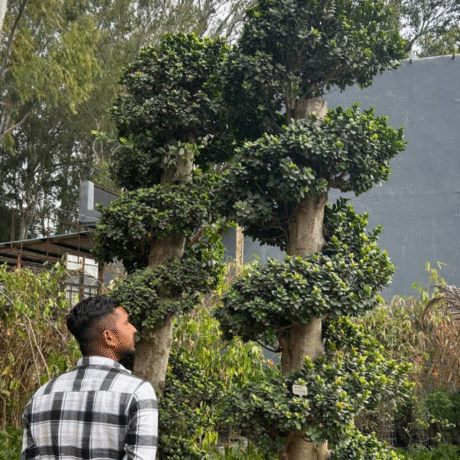 Wholesale Bonsai Trees, Bonsai Trees in Delhi, plant nursery in Delhi, best online plant nursery in India, best plant nursery in Delhi, online plant nursery in Delhi, best fruit plant nursery in Delhi, wholesale plant nursery in Delhi, cheapest plant nursery in Delhi, Nursery in India, Saharanpur Nursery, Wholesale Plant Nursery, Wholesale Plant Supplier, Plant Exporter in India, Wholesale Bonsai Trees Supplier