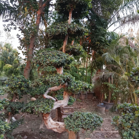 Wholesale Bonsai Trees, Bonsai Trees in Delhi, plant nursery in Delhi, best online plant nursery in India, best plant nursery in Delhi, online plant nursery in Delhi, best fruit plant nursery in Delhi, wholesale plant nursery in Delhi, cheapest plant nursery in Delhi, Nursery in India, Saharanpur Nursery, Wholesale Plant Nursery, Wholesale Plant Supplier, Plant Exporter in India, Wholesale Bonsai Trees Supplier