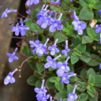 Cape Primrose, Streptocarpus Saxorum, Flower Plant, Creeper, Ornamental Plant, Saharanpur Nursery, Wholesale Plant Supplier, Wholesale Plant Nursery, Nursery in India, Landscaping Company in India, Plant Exporter in India