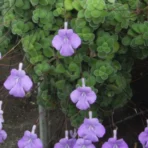 Cape Primrose, Streptocarpus Saxorum, Flower Plant, Creeper, Ornamental Plant, Saharanpur Nursery, Wholesale Plant Supplier, Wholesale Plant Nursery, Nursery in India, Landscaping Company in India, Plant Exporter in India