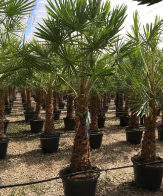 Copernicia Alba, Caranday Palm, Wax Palm, Ornamental Tree, Palm Tree, Landscaping Tree, Saharanpur Nursery, Wholesale Plant Supplier, Wholesale Plant Nursery, Nursery in India, Landscaping Company in India, Plant Exporter in India