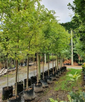Chinese Elm, Ulmus parvifolia, Avenue Tree, Ornamental Tree, Landscaping Tree, Timber Tree, Saharanpur Nursery, Wholesale Plant Supplier, Wholesale Plant Nursery, Nursery in India, Landscaping Company in India, Plant Exporter in India, Online Plant Nursery in India, Chinese Elm Online