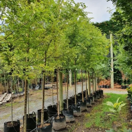 Chinese Elm, Ulmus parvifolia, Avenue Tree, Ornamental Tree, Landscaping Tree, Timber Tree, Saharanpur Nursery, Wholesale Plant Supplier, Wholesale Plant Nursery, Nursery in India, Landscaping Company in India, Plant Exporter in India, Online Plant Nursery in India, Chinese Elm Online