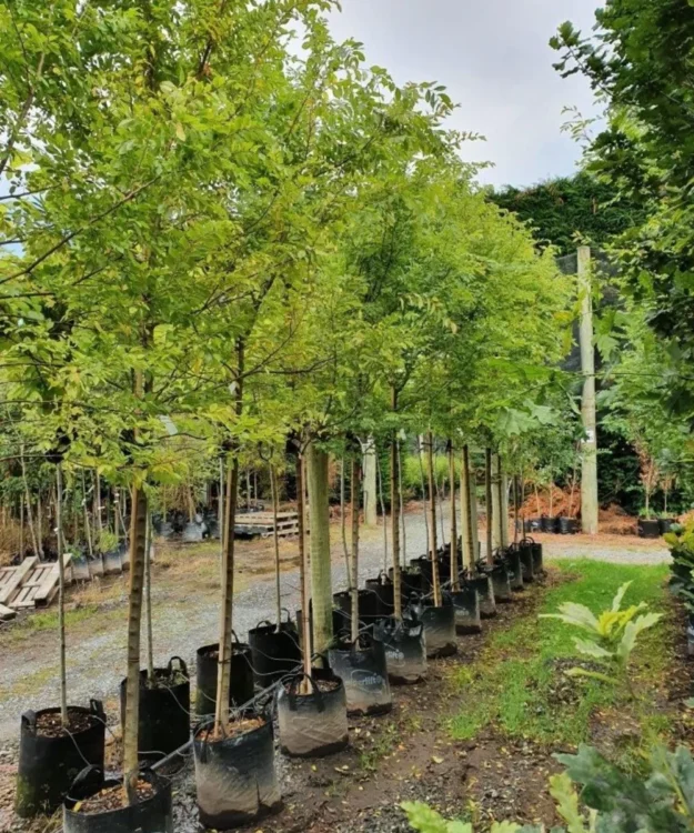 Chinese Elm, Ulmus parvifolia, Avenue Tree, Ornamental Tree, Landscaping Tree, Timber Tree, Saharanpur Nursery, Wholesale Plant Supplier, Wholesale Plant Nursery, Nursery in India, Landscaping Company in India, Plant Exporter in India, Online Plant Nursery in India, Chinese Elm Online