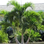 Christmas Palm, Adonidia merrillii, Veitchia merrillii, Manila Palm, Pam Tree, Ornamental Tree, Landscaping Tree, Saharanpur Nursery, Wholesale Nursery Plant, Wholesale Plant Nursery, Wholesale Plant Supplier, Nursery in India, Landscaping Company in India, Plant Exporter in India