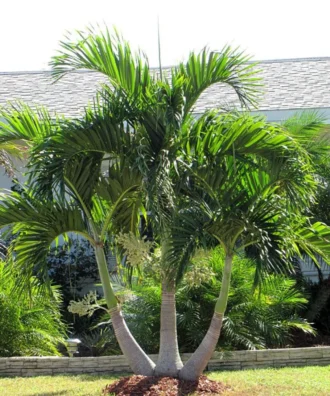 Christmas Palm, Adonidia merrillii, Veitchia merrillii, Manila Palm, Pam Tree, Ornamental Tree, Landscaping Tree, Saharanpur Nursery, Wholesale Nursery Plant, Wholesale Plant Nursery, Wholesale Plant Supplier, Nursery in India, Landscaping Company in India, Plant Exporter in India
