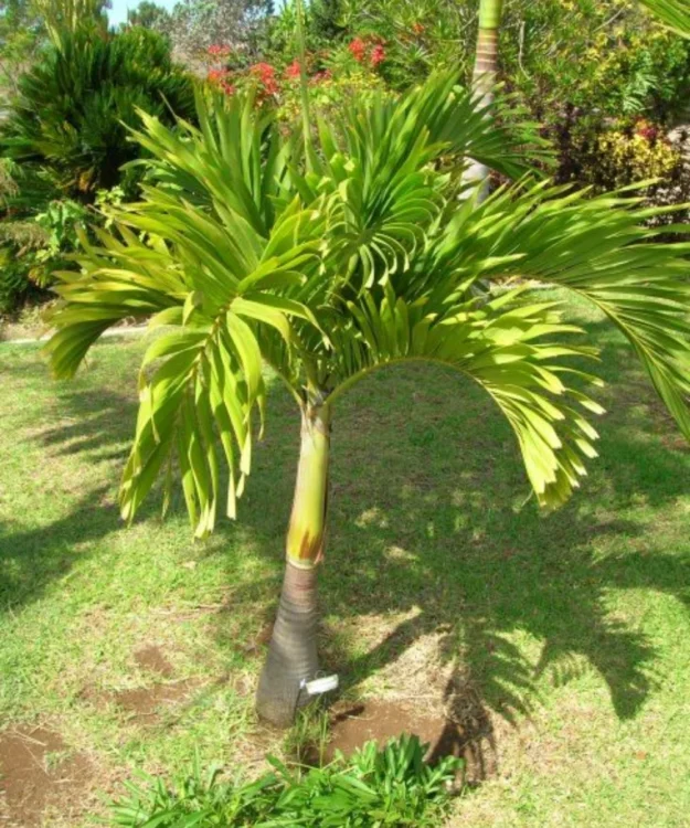 Christmass Palm Christmas Palm, Adonidia merrillii, Veitchia merrillii, Manila Palm, Pam Tree, Ornamental Tree, Landscaping Tree, Saharanpur Nursery, Wholesale Nursery Plant, Wholesale Plant Nursery, Wholesale Plant Supplier, Nursery in India, Landscaping Company in India, Plant Exporter in India