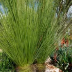 Mexican Grass Palm, Mexican Grass Tree, Dasylirion longissimum, Palm Tree, Ornamental Tree, Landscaping Tree, Saharanpur Nursery, Wholesale Plant Supplier, Wholesale Plant Nursery, Nursery in India, Landscaping Company in India, Plant Exporter in India