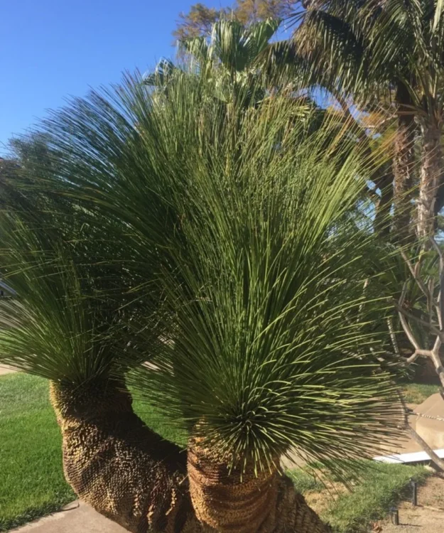 Mexican Grass Palm, Mexican Grass Tree, Dasylirion longissimum, Palm Tree, Ornamental Tree, Landscaping Tree, Saharanpur Nursery, Wholesale Plant Supplier, Wholesale Plant Nursery, Nursery in India, Landscaping Company in India, Plant Exporter in India