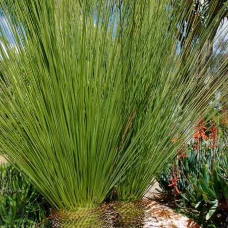 Mexican Grass Palm, Mexican Grass Tree, Dasylirion longissimum, Palm Tree, Ornamental Tree, Landscaping Tree, Saharanpur Nursery, Wholesale Plant Supplier, Wholesale Plant Nursery, Nursery in India, Landscaping Company in India, Plant Exporter in India
