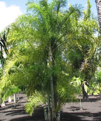 Dypsis Madagascariensis, Lucuba Palm, Madagascar Palm, Ornamental Tree, Plant Tree, Landscaping Tree, Saharanpur Nursery, Wholesale Plant Supplier, Wholesale Plant Nursery, Nursery in India, Landscaping Company in India, Plant Exporter in India