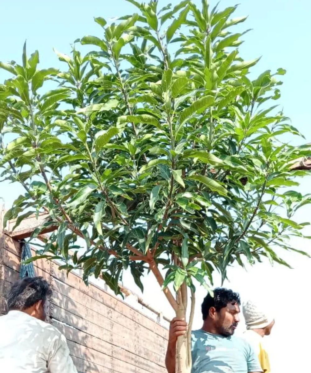 plant nursery in Delhi, best online plant nursery in India, best plant nursery in Delhi, online plant nursery in Delhi, best fruit plant nursery in Delhi, wholesale plant nursery in Delhi, cheapest plant nursery in Delhi, Nursery in India, Saharanpur Nursery, Wholesale Plant Nursery, Wholesale Plant Supplier, Plant Exporter in India