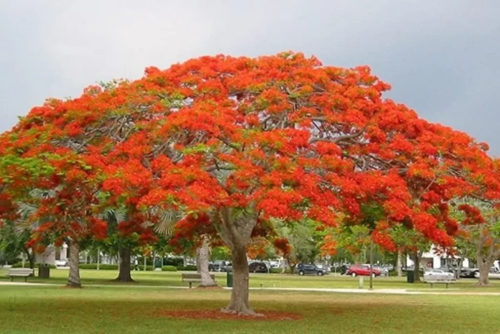 Spring-flowering trees in India, best flowering trees for home garden, Low-maintenance flowering trees in India, Fast-growing flowering trees in India, Indian flowering trees list with names, summer flowering trees in India, Top 7 Spring Flowering Trees 2026, Spring flowering trees in India, best flowering trees for home garden, Low-maintenance flowering trees India, Fast-growing flowering trees India, Indian flowering trees list with names, summer flowering trees in India, Flowering Trees Supplier in India, Flowering Trees Nursery in India, Flower tree Supplier, Flower Tree Nursery, Saharanpur Nursery, Spring Trees in India, Spring Trees Nursery Supplier, Nursery in India, Wholesale Flower Trees Supplier,
