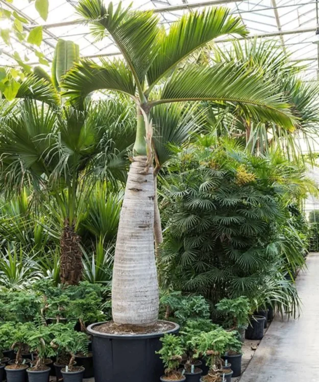Hyophorbe lagenicaulis Champagne Palm, Hyophorbe lagenicaulis, Bottle Palm, Palm Tree, Ornamental Palm, Landscaping Tree, Saharanpur Nursery, Wholesale Plant Supplier, Wholesale Plant Nursery, Nursery in India, Landscaping Company in India, Plant Exporter in India