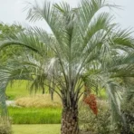 Jelly Palm, Butia capitata, Butia Palm, Palm Tree, Ornamental Tree, Landscaping Tree, Saharanpur Nursery, Wholesale Plant Supplier, Wholesale Plant Nursery, Nursery in India, Landscaping Company in India, Plant Exporter in India