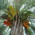Jelly Palm, Butia capitata, Butia Palm, Palm Tree, Ornamental Tree, Landscaping Tree, Saharanpur Nursery, Wholesale Plant Supplier, Wholesale Plant Nursery, Nursery in India, Landscaping Company in India, Plant Exporter in India