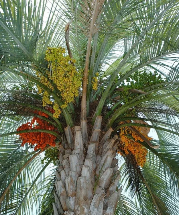 Jelly Palm, Butia capitata, Butia Palm, Palm Tree, Ornamental Tree, Landscaping Tree, Saharanpur Nursery, Wholesale Plant Supplier, Wholesale Plant Nursery, Nursery in India, Landscaping Company in India, Plant Exporter in India
