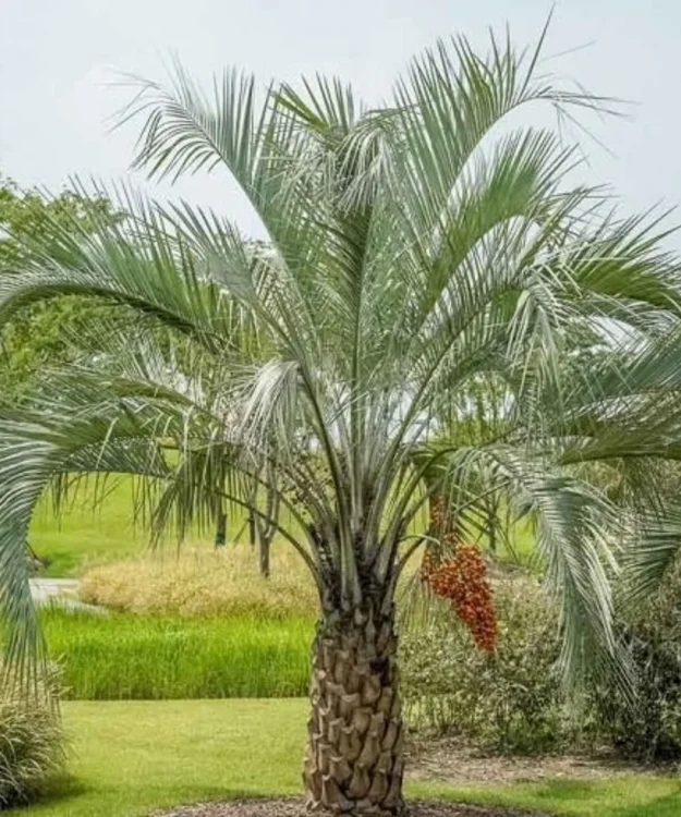 Jelly Palm, Butia capitata, Butia Palm, Palm Tree, Ornamental Tree, Landscaping Tree, Saharanpur Nursery, Wholesale Plant Supplier, Wholesale Plant Nursery, Nursery in India, Landscaping Company in India, Plant Exporter in India