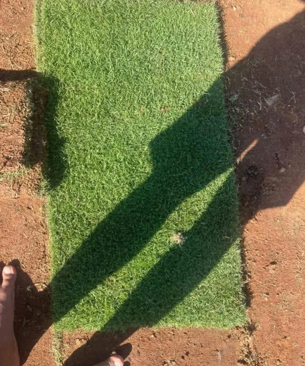 Lawn Grass in Delhi, plant nursery in Delhi, best online plant nursery in India, best plant nursery in Delhi, online plant nursery in Delhi, best fruit plant nursery in Delhi, wholesale plant nursery in Delhi, cheapest plant nursery in Delhi, Lawn Grass in Delhi, Lawn Grass Supplier in Delhi, Natural Lawn Grass in Delhi, Wholesale Lawn Grass Supplier in Delhi