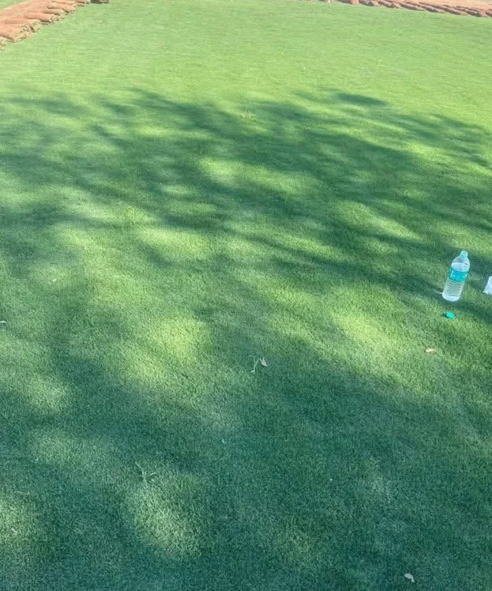 Lawn Grass in Delhi, plant nursery in Delhi, best online plant nursery in India, best plant nursery in Delhi, online plant nursery in Delhi, best fruit plant nursery in Delhi, wholesale plant nursery in Delhi, cheapest plant nursery in Delhi, Lawn Grass in Delhi, Lawn Grass Supplier in Delhi, Natural Lawn Grass in Delhi, Wholesale Lawn Grass Supplier in Delhi