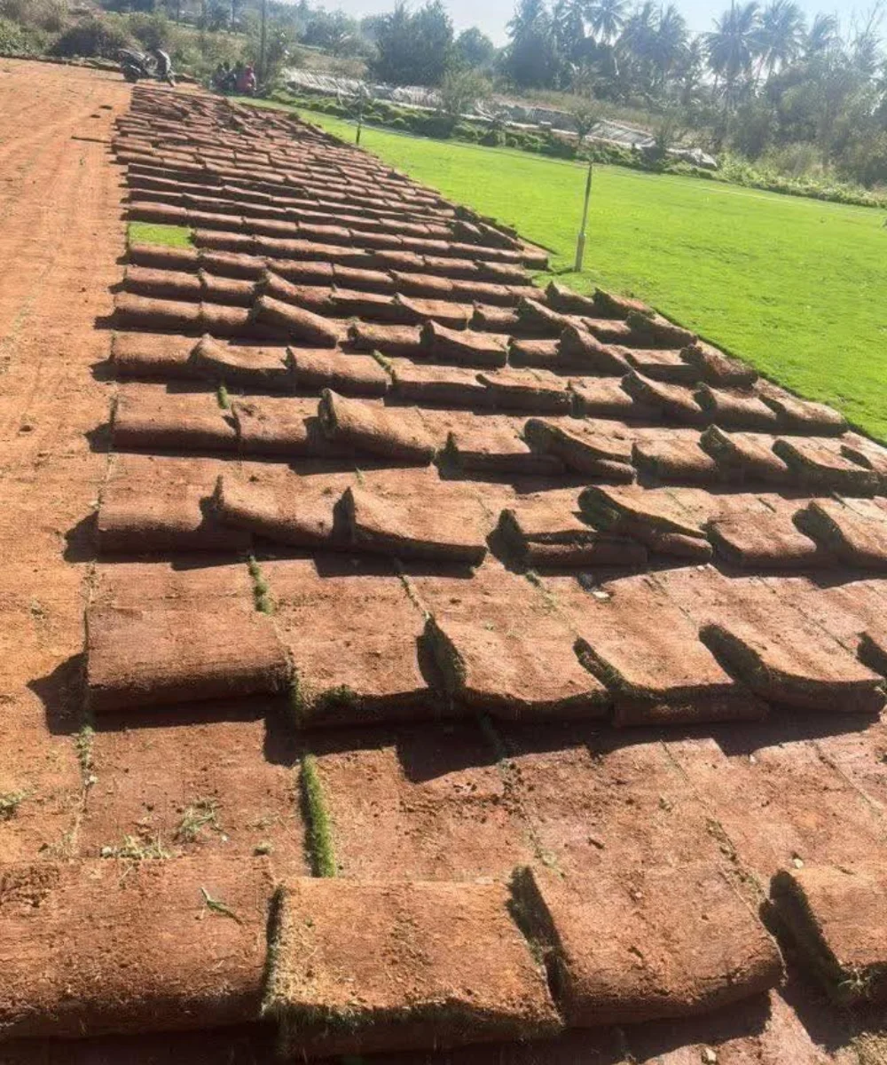 Lawn Grass in Delhi, plant nursery in Delhi, best online plant nursery in India, best plant nursery in Delhi, online plant nursery in Delhi, best fruit plant nursery in Delhi, wholesale plant nursery in Delhi, cheapest plant nursery in Delhi, Lawn Grass in Delhi, Lawn Grass Supplier in Delhi, Natural Lawn Grass in Delhi, Wholesale Lawn Grass Supplier in Delhi