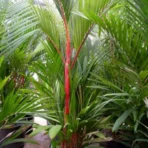 Lipstick Palm, Sealing Wax Palm, Red Palm, Cyrtostachys renda, Ornamental Tree, Plant Tree, Landscaping Tree, Saharanpur Nursery, Wholesale Plant Supplier, Wholesale Plant Nursery, Nursery in India, Landscaping Company in India, Plant Exporter in India