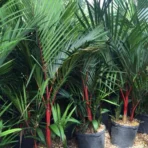 Lipstick Palm, Sealing Wax Palm, Red Palm, Cyrtostachys renda, Ornamental Tree, Plant Tree, Landscaping Tree, Saharanpur Nursery, Wholesale Plant Supplier, Wholesale Plant Nursery, Nursery in India, Landscaping Company in India, Plant Exporter in India